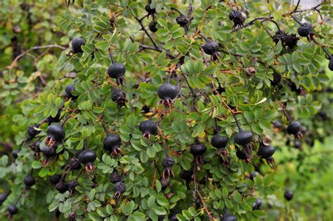 Кустарник с черными ягодами (Много фото!) - treepics.ru