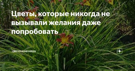 Цветы, которые никогда не вызывали желания даже попробовать | Цветочная ...