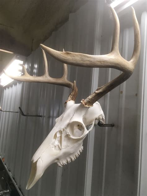 European Deer Skull Mounting Bracket Ebay