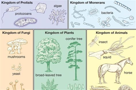 Mengenal 5 Kingdom Dalam Klasifikasi Makhluk Hidup