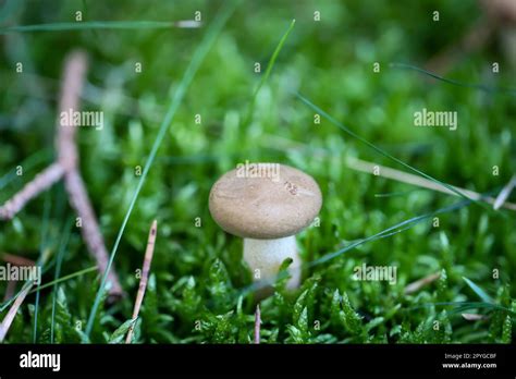 A Mushroom Well Hidden And Camouflaged Between Moss And Grass Stock