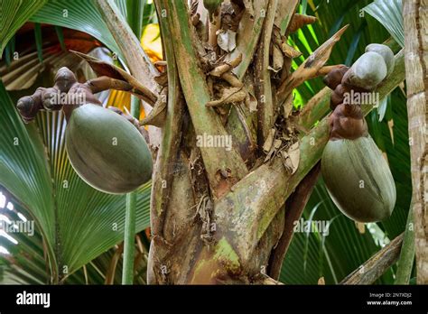 Huge Nuts Of Coco De Mer Palm Tree In Vallee De Mai Praslin Island