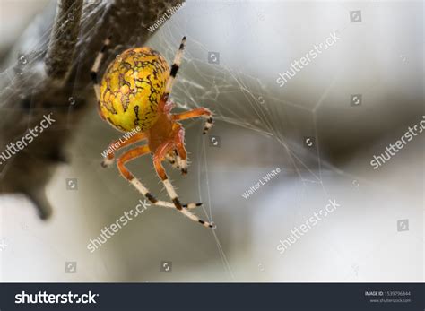 131 Marbled Orb Weaver Images, Stock Photos & Vectors | Shutterstock