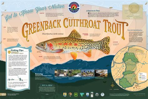 Greenback Cutthroat Trout – Western Native Trout