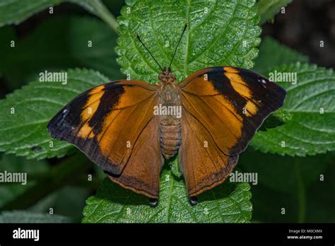 Autumn Leaf Butterfly Hi Res Stock Photography And Images Alamy