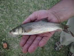 Что за рыба маринка?