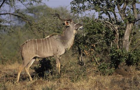 Kudu Habitat - Mammals - South Africa