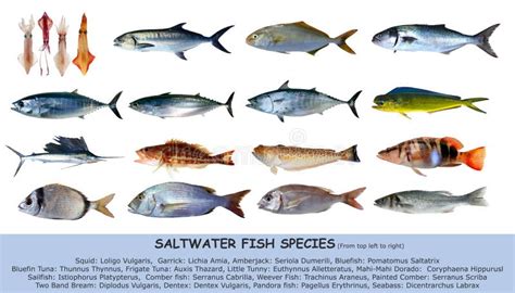 fischsorte salzwasserklassifikation getrennt stockbild bild von