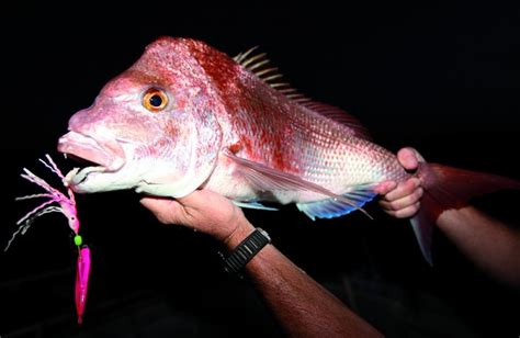 Pink Snapper | ilovefishing