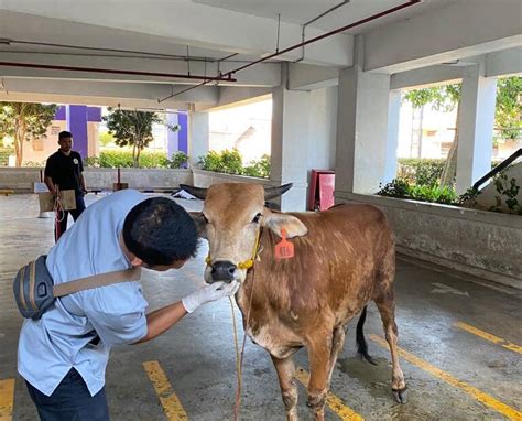 Cegah Pmk Mahasiswa Polbangtan Kementan Pastikan Hewan Kurban Asuh Di