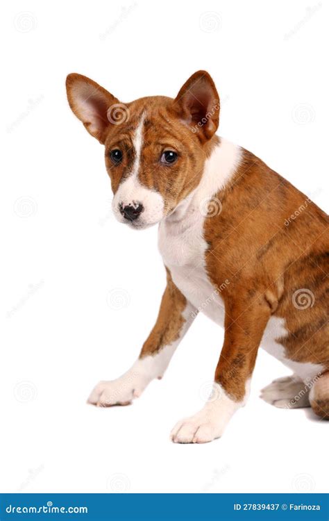 Little Basenji Puppy, Brindle Colour Royalty Free Stock Photography ...