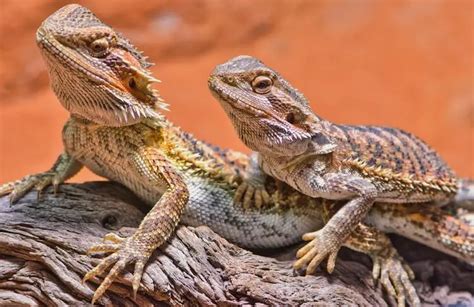 5 Simple Ways To Sex A Bearded Dragon Male Vs Female Differences