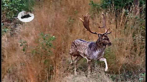 Hunting Fallow Stag How To Call In Fallow Deer Youtube