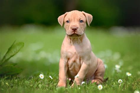 10 Best Pitbull Breeders (2024 Updated) - Happy Dog Breeds