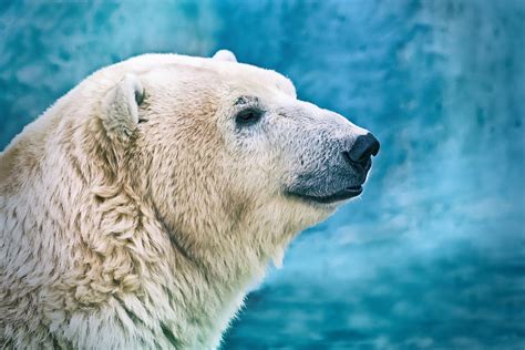 Top 10 Facts About Polar Bears Polar Bears Mi Uk