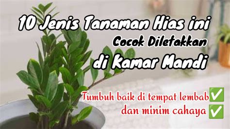 10 Jenis Tanaman Hias Yang Cocok Diletakkan Di Kamar Mandi Menyukai