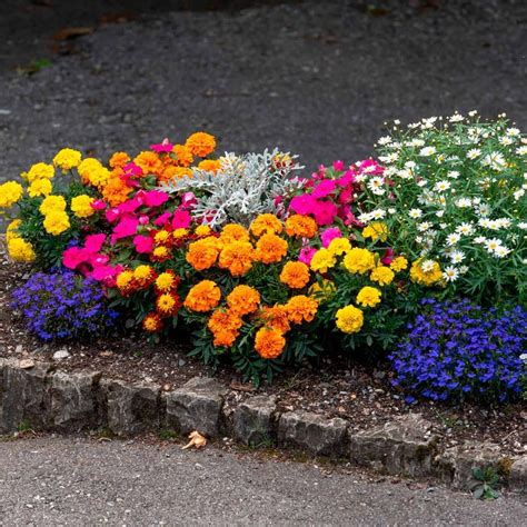 Flower Bed Ideas For Full Sun