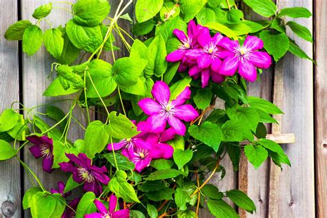 13 Climbing Plants For Fences Pergolas And More