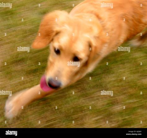 Golden Retriever puppy running Stock Photo - Alamy