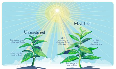 Scientists tweak photosynthesis to boost crop yield