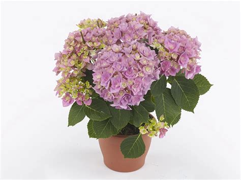 Гортензия крупнолистная "Florentina" — Global Flowers Club