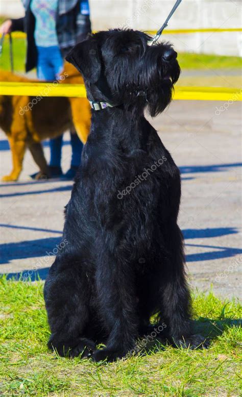 Giant Schnauzer. black giant schnauzer sitting in grass — Stock Photo ...