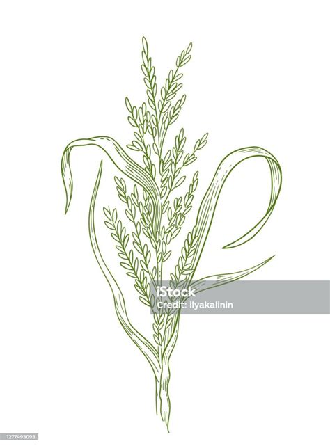 Rice Plant Hand Drawn Sketch Oryza Sativa Agronomy Cereal Grain Growing