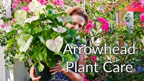 Arrowhead Plant Syngonium Care And Growing Tips Joy Us Garden Youtube