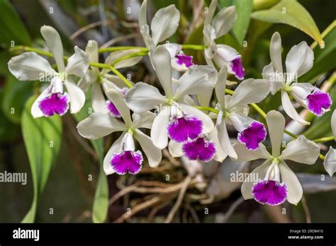 Cattleya Species Hi Res Stock Photography And Images Alamy