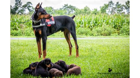 Are Dobermans Protective