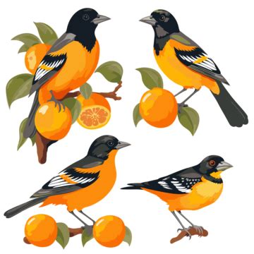 Baltimore Orioles Clipart PNG, Vector, PSD, and Clipart With ...