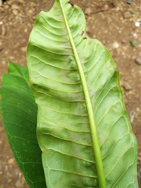 Plumeria Powdery Mildew Leaf Curling And Distortion A Photo On