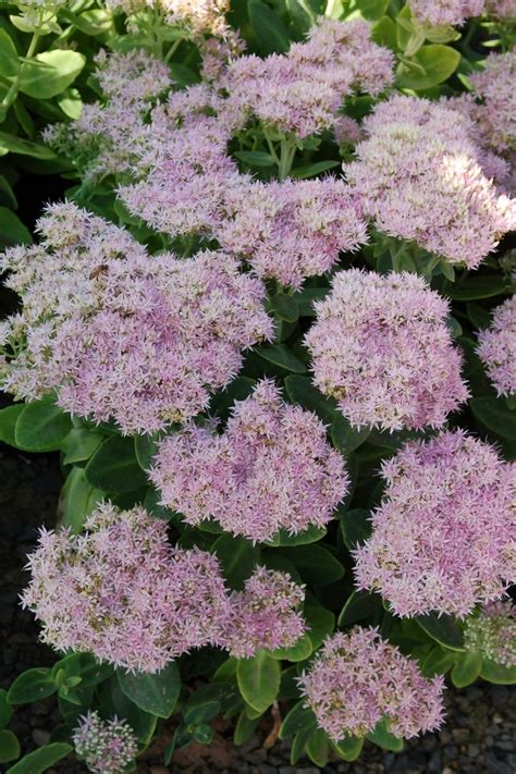 Sedum Spectabile Crystal Pink Stonecrop Garden Center Marketing