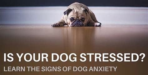 8 Signs That Point Your Dog Is Stressed Out And The Ways To Deal With