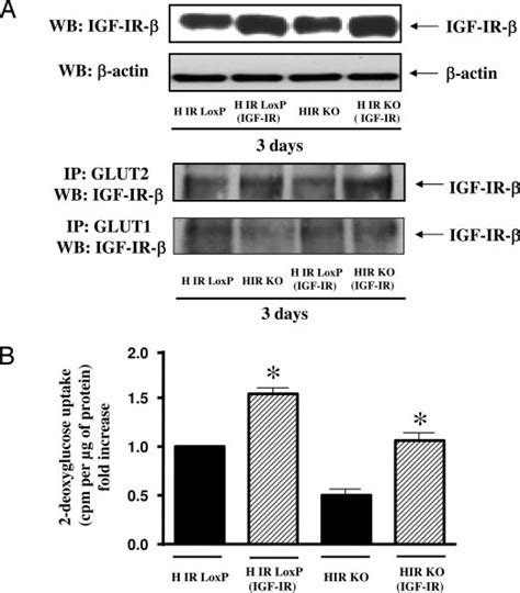 Overexpression Of IGF IR Increases Basal Glucose Uptake In HIR LoxP And