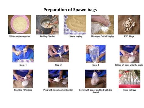 mushroom Spawn preparation | PPT