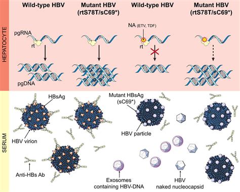 Selection Of The Highly Replicative And Partially Multidrug Resistant Rts78t Hbv Polymerase