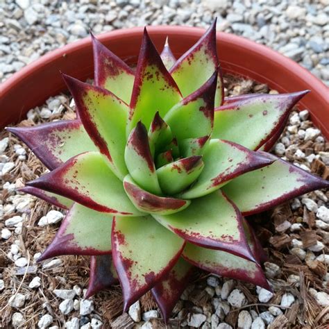 Echeveria Agavoides Lipstick Mid Valley Trees