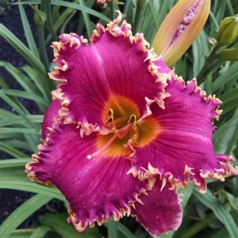 Daylily Hemerocallis Cora Lee Raymond In The Daylilies Database