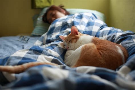 Perché al gatto piace dormire con te