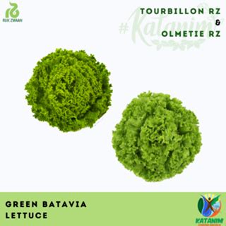 Green Variety Lettuce Rijk Zwaan Seeds Collection Rz Seeds