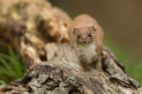 Stoat And Weasel Guide: How To Identify, Habitat, Diet And, 54% OFF