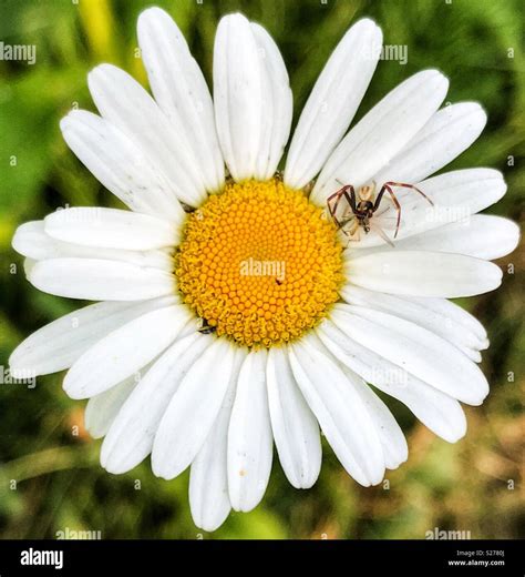 Baby Orb weaver spider on a daisy flower Stock Photo - Alamy