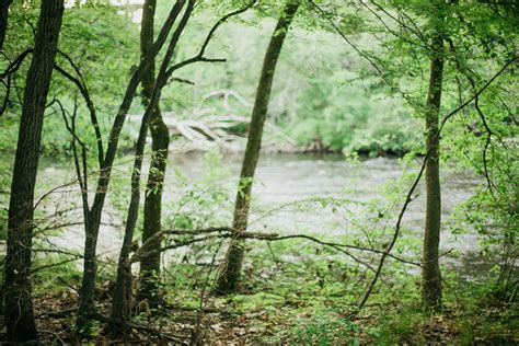 Free Images Tree Water Swamp Wilderness Branch Trail River