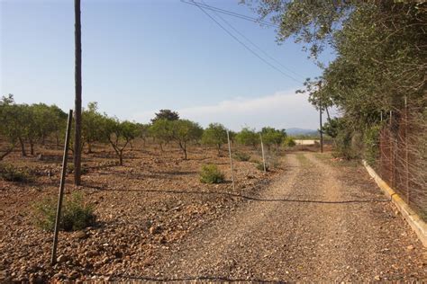 Comprar Finca R Stica En Masdenverge Finca De Naranjos Con Casa Con