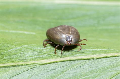 Asian Longhorned Tick Kills Fifth Cow By Exsanguination