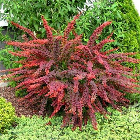 Купить БАРБАРИС ТУНБЕРГА ГОЛДЕН РИНГ BERBERIS THUNBERGII 'GOLDEN RING ...
