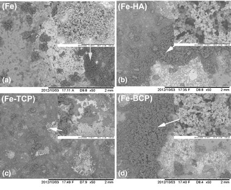 Figure 1 From In Vitro And In Vivo Degradation Evaluation Of Novel Iron Bioceramic Composites