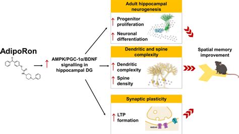 Of The Effects Of AdipoRon On Promoting Hippocampal Neuroplasticity