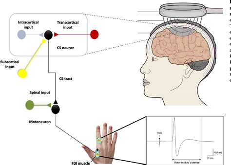 Figure 1 From Neuromodulation Techniques From Non Invasive Brain